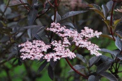 Sambucus nigra 'Black Tower' - bez černý - květ